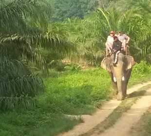 Elefantentour 