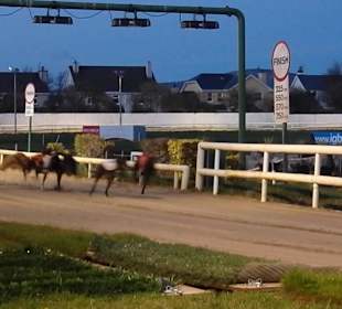 Windhunderennen Tralee