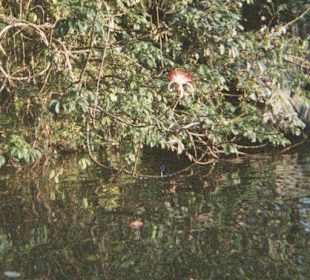 Tortuguero