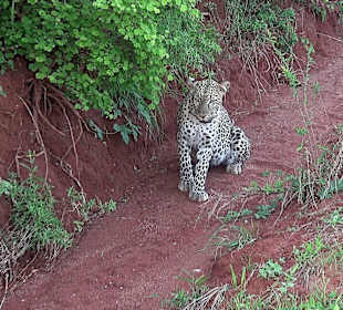 Leopard ganz dicht dran