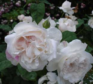 Rosarium Gruber bei Eferding