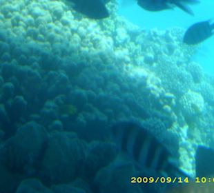 Unterwasserwelt mit dem Glasboot