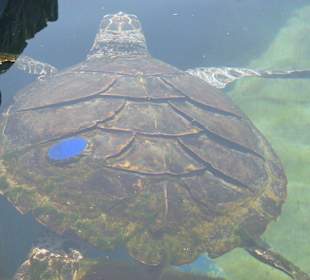 Eine Wasserschildkröte