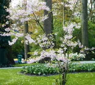 Blumenpracht im Keukenhof