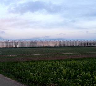 Entlang im Knoblauchsland