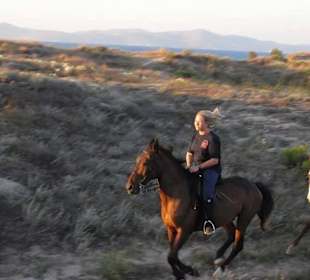The Great Dane- a Selle Francais