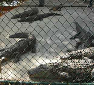 Alligatoren im Gehäge