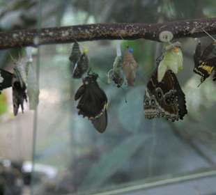 Schmetterlinge beim Schlüpfen