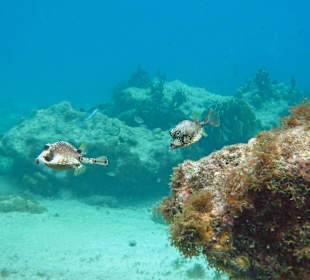 3-Strände-Tour: Kofferfische / "Grote Knip"