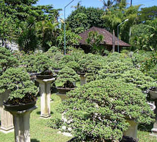 Tropical Bonsai
