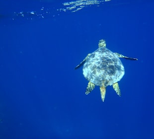 Schildkröte am Hausriff