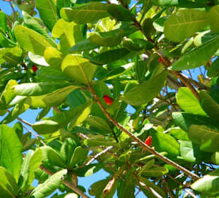 Madagaskar-Fody