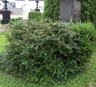 Alter Friedhof Inning am Ammersee