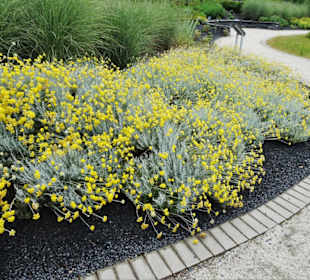 Rundgang durch den Kräuterlehr- und Schaugarten