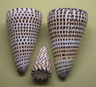 Rundgang durch das Muschelmuseum Wremen