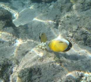 Diese Fische sieht man unter anderem beim Hausriff