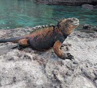 San Christobal - Galapagos