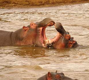 Nilpferde