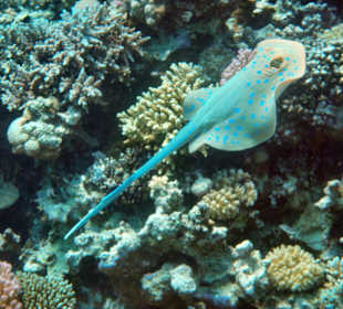 Schnorcheln Makadi Bay