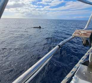 Katamaran Tour Costa Adeje