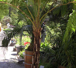Palme