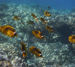 Schnorcheln Soma Bay