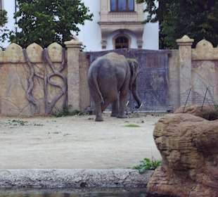 Elefant ganz lässig