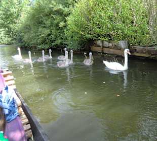 Die Schwanenfamilie im Anmarsch
