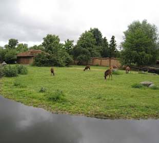 Питомцы зоопарка 