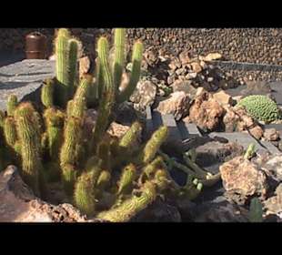 Kakteen so weit man sehen kann