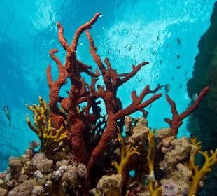 Hausriff Sahl Hasheesh Hurghada Ägypten SUBEX