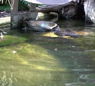 Zoo Heidelberg