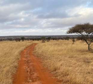 Safari