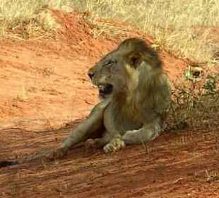 Löwe im Tsavo-Ost