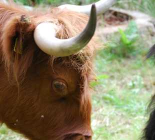 Schottisches Hochlandrind