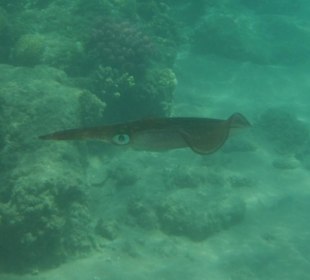 Hausriff Beach Albatros Resort