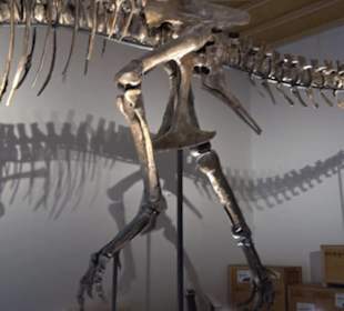 Dinosaurier Museum Altmühltal