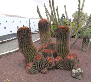 Im Kaktusgarten von Antigua