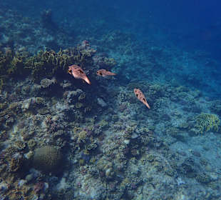 Schnorcheln Marsa Alam