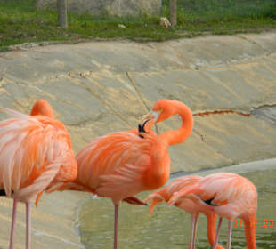 Flamingos zum Beginn des Parks