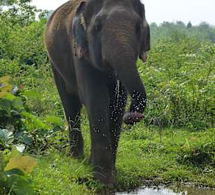 Asiat. Elefant