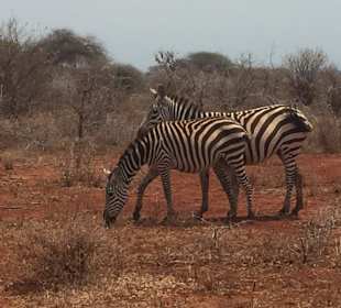 Tsavo West Nationalpark