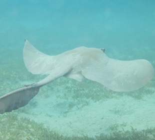 Rochen in der Schildkrötenbucht