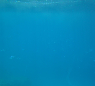 Submarine Sharm