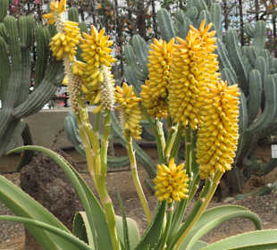 Parque Botánico de Maspalomas 13-02-2013