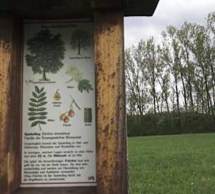 Lehrpfad Bäume des Jahres