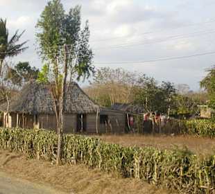 Natürlicher Zaun...