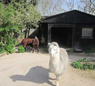 Zoo Heidelberg 
