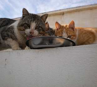 Danke Gabis Tierhilfe Tunesien