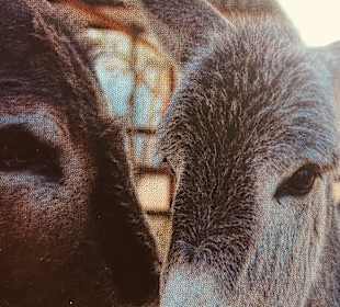 Agia Marina Donkey Rescue